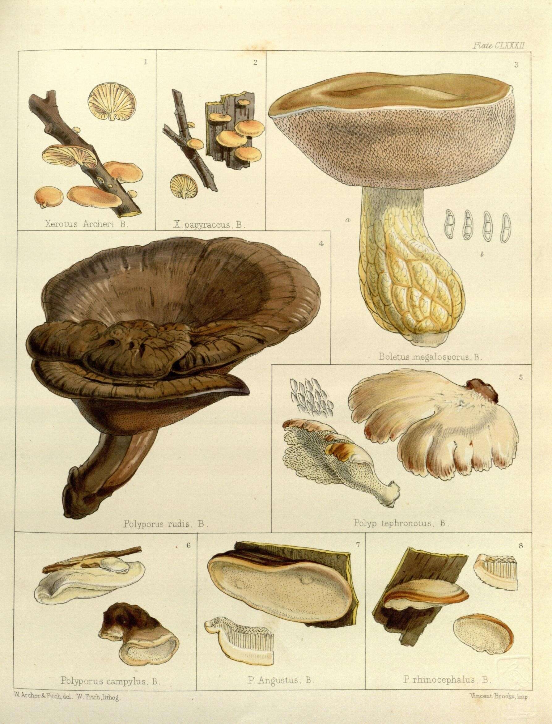 Image of Boletus