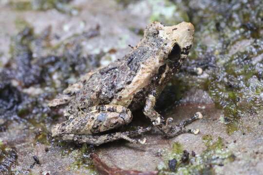 Image of white-striped robber frog