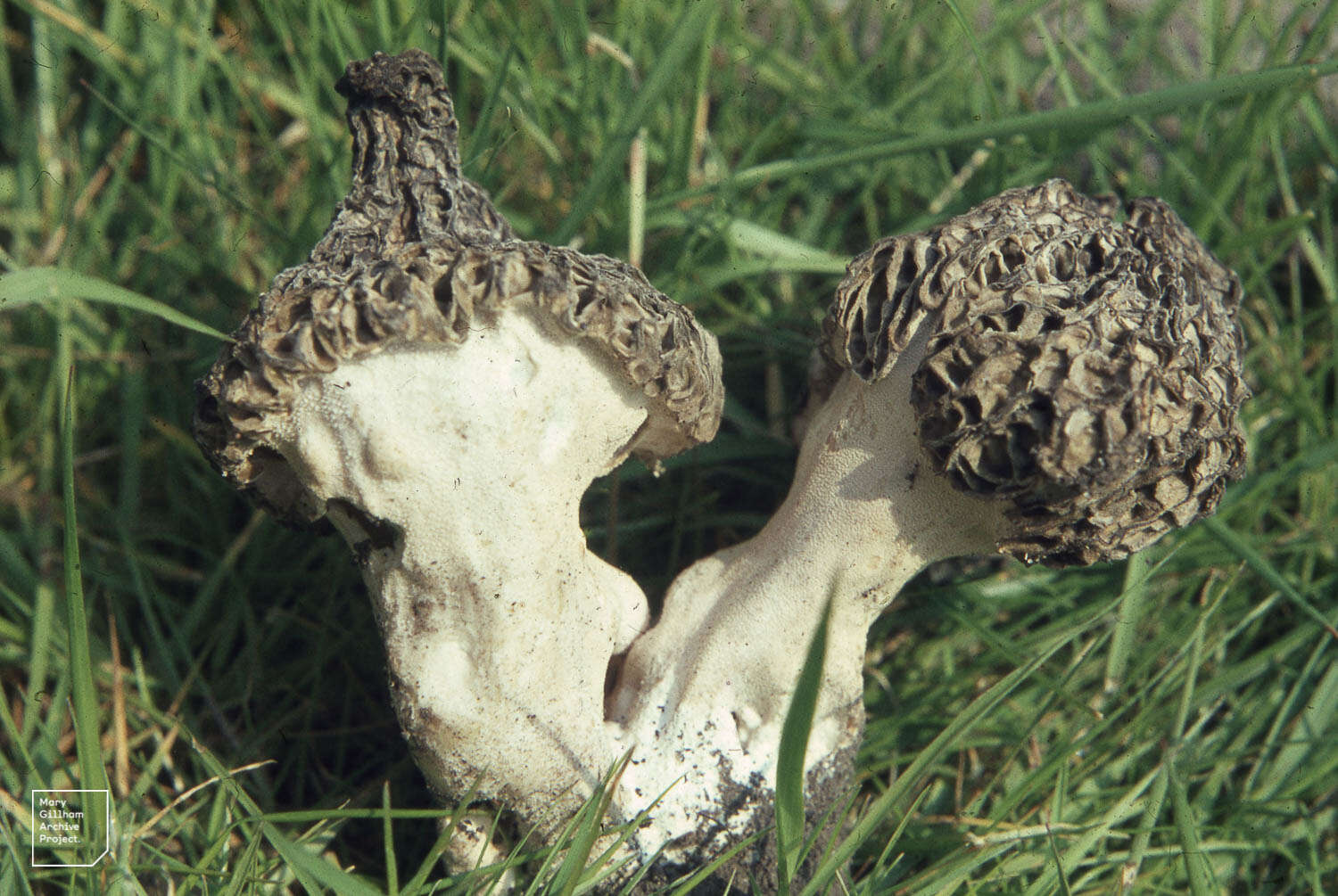 Image of Morchella vulgaris