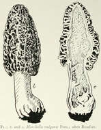 Image of Morchella vulgaris