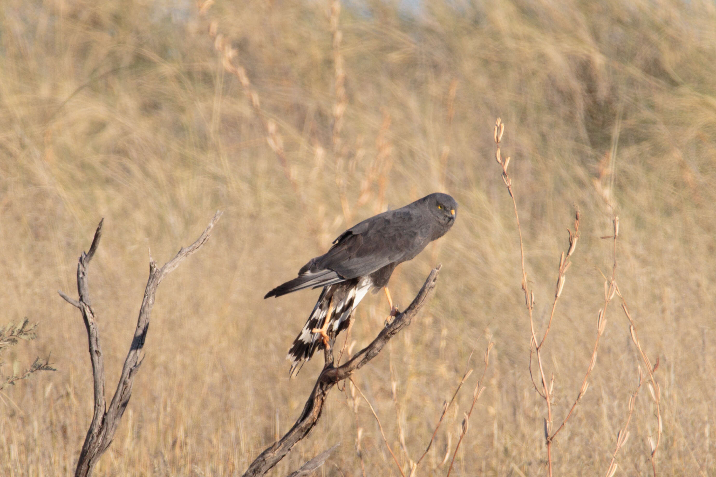 Image of Black Harrier