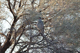 Image of Pale Chanting Goshawk