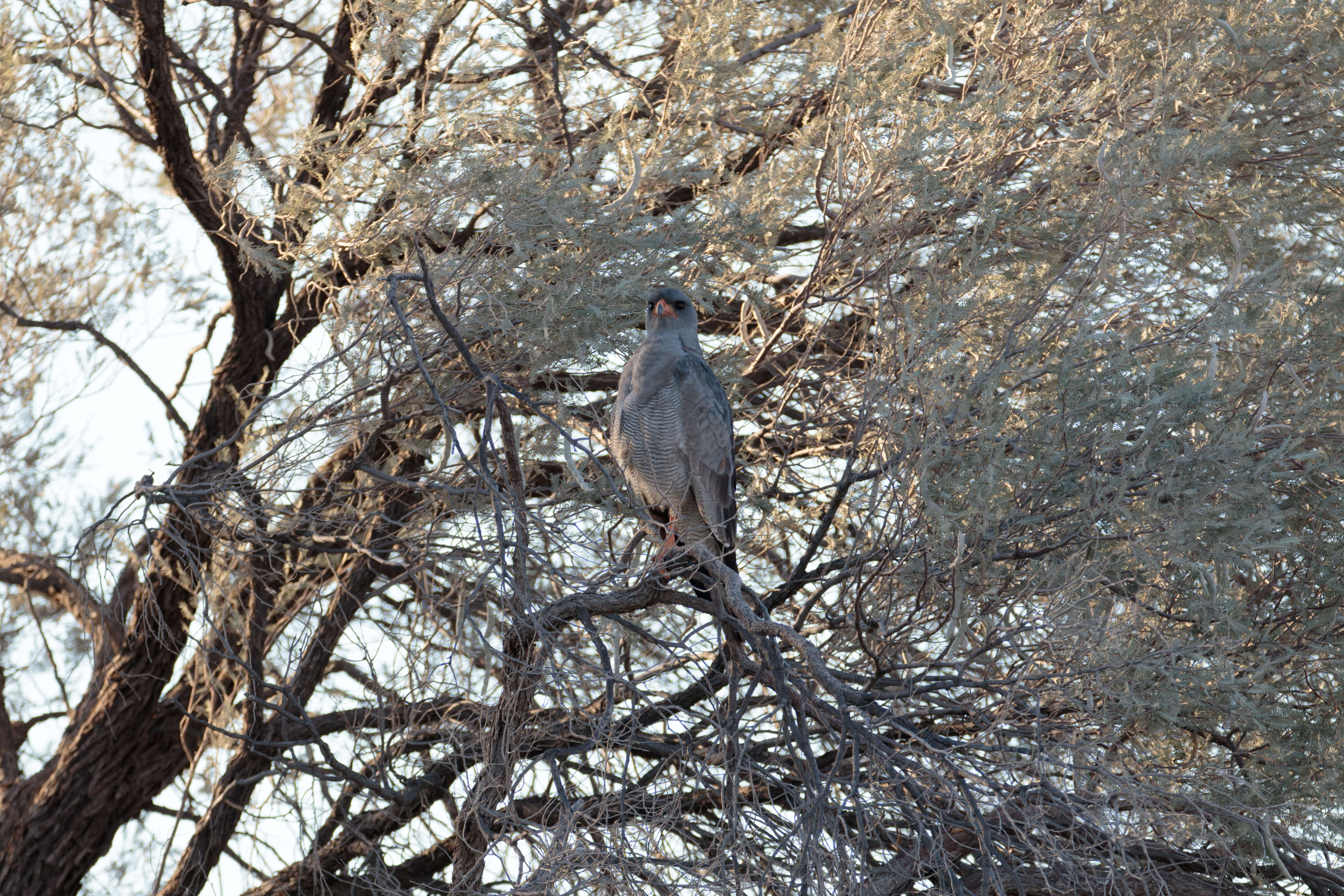 Image of Pale Chanting Goshawk