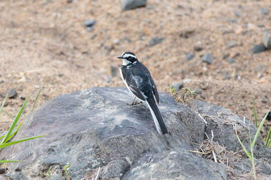 Image of African Pied Wagtail