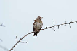 Image of Sabota Lark