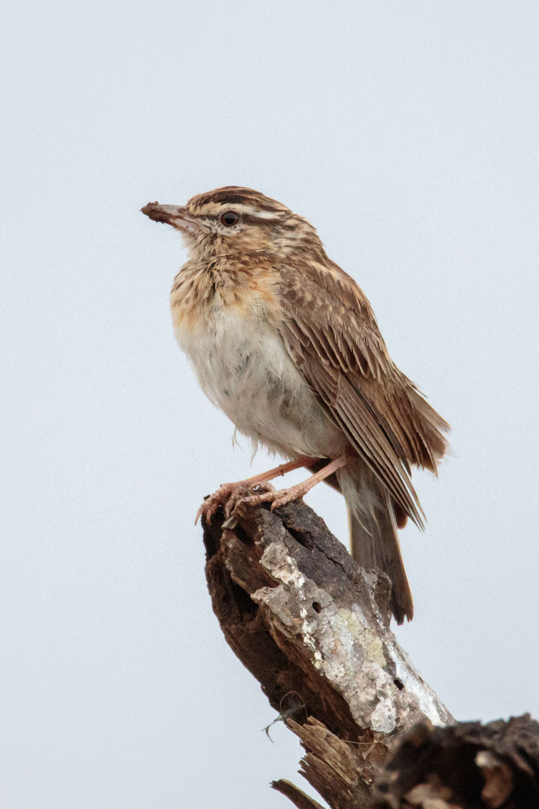 Image of Sabota Lark