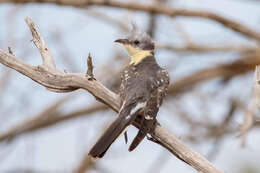 Imagem de Clamator glandarius (Linnaeus 1758)