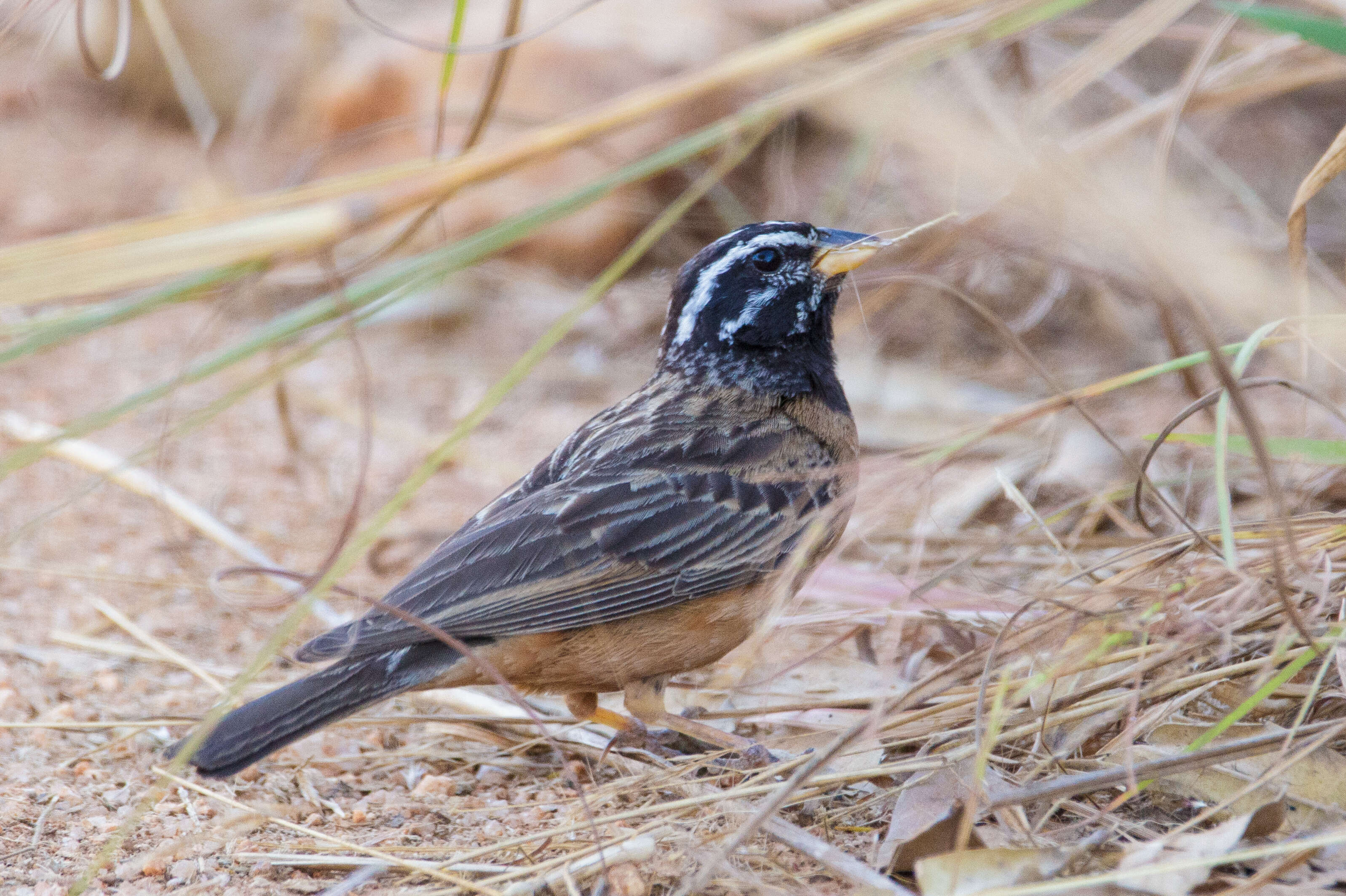 Image of Cinnamon-breasted Bunting