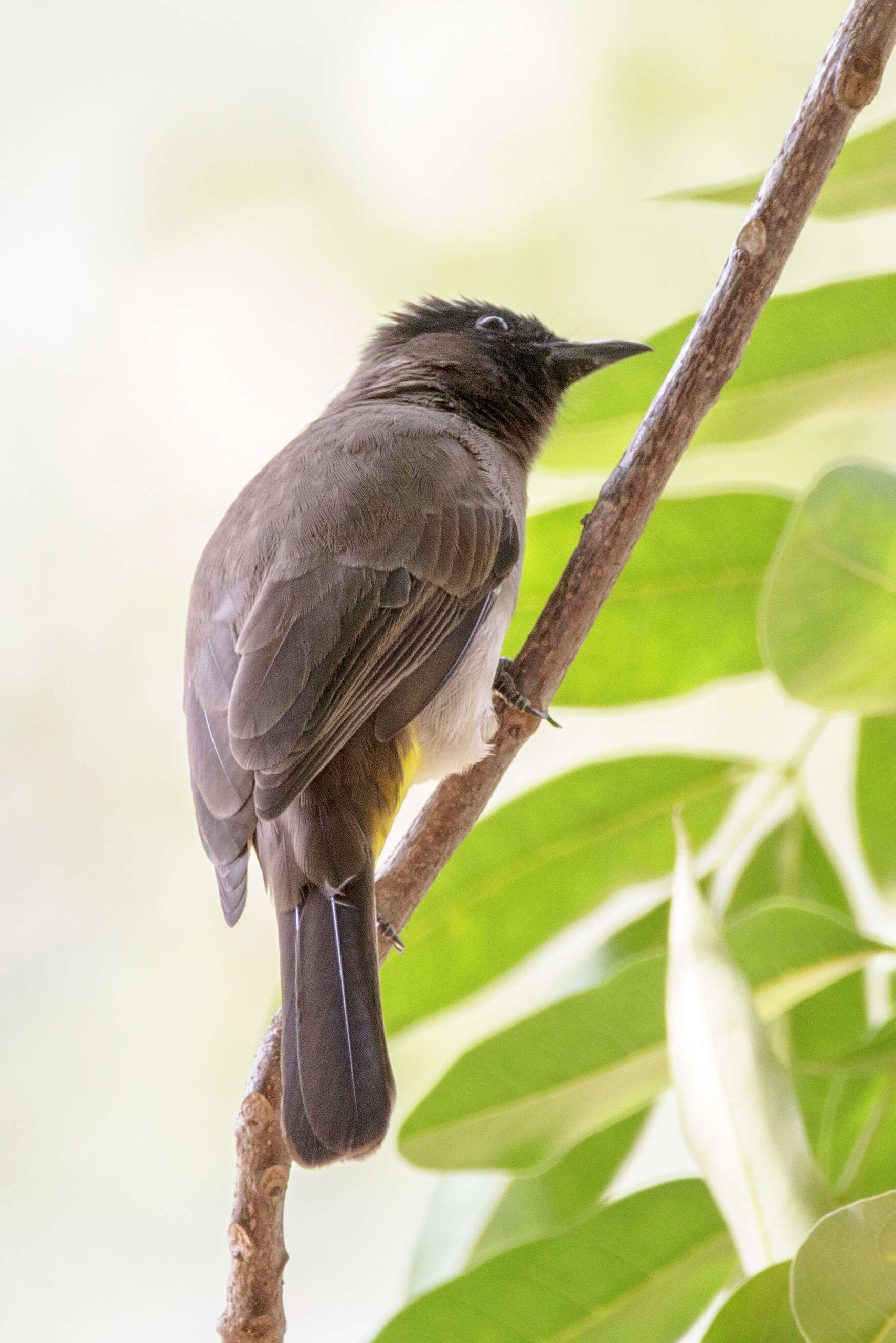 Imagem de Pycnonotus tricolor (Hartlaub 1862)