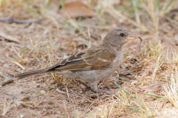 Image of Cape Sparrow