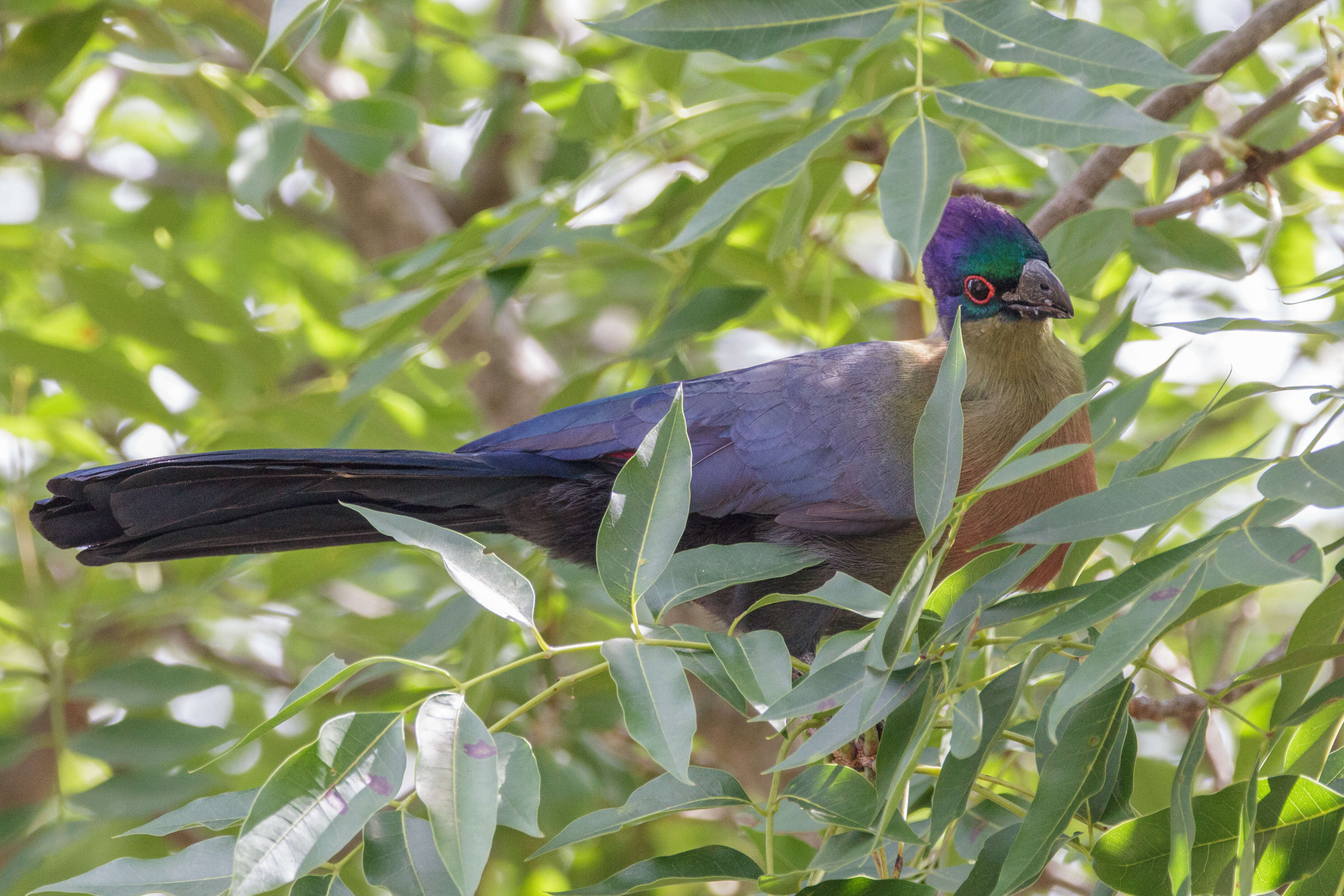 Image of Purple-crested Turaco