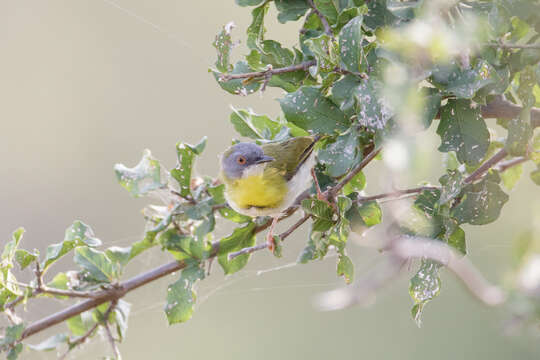 Image of Yellow-breasted Apalis