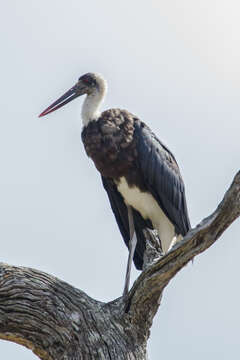 صورة <i>Ciconia microscelis</i>