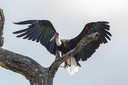 Image of African Woolly-necked Stork