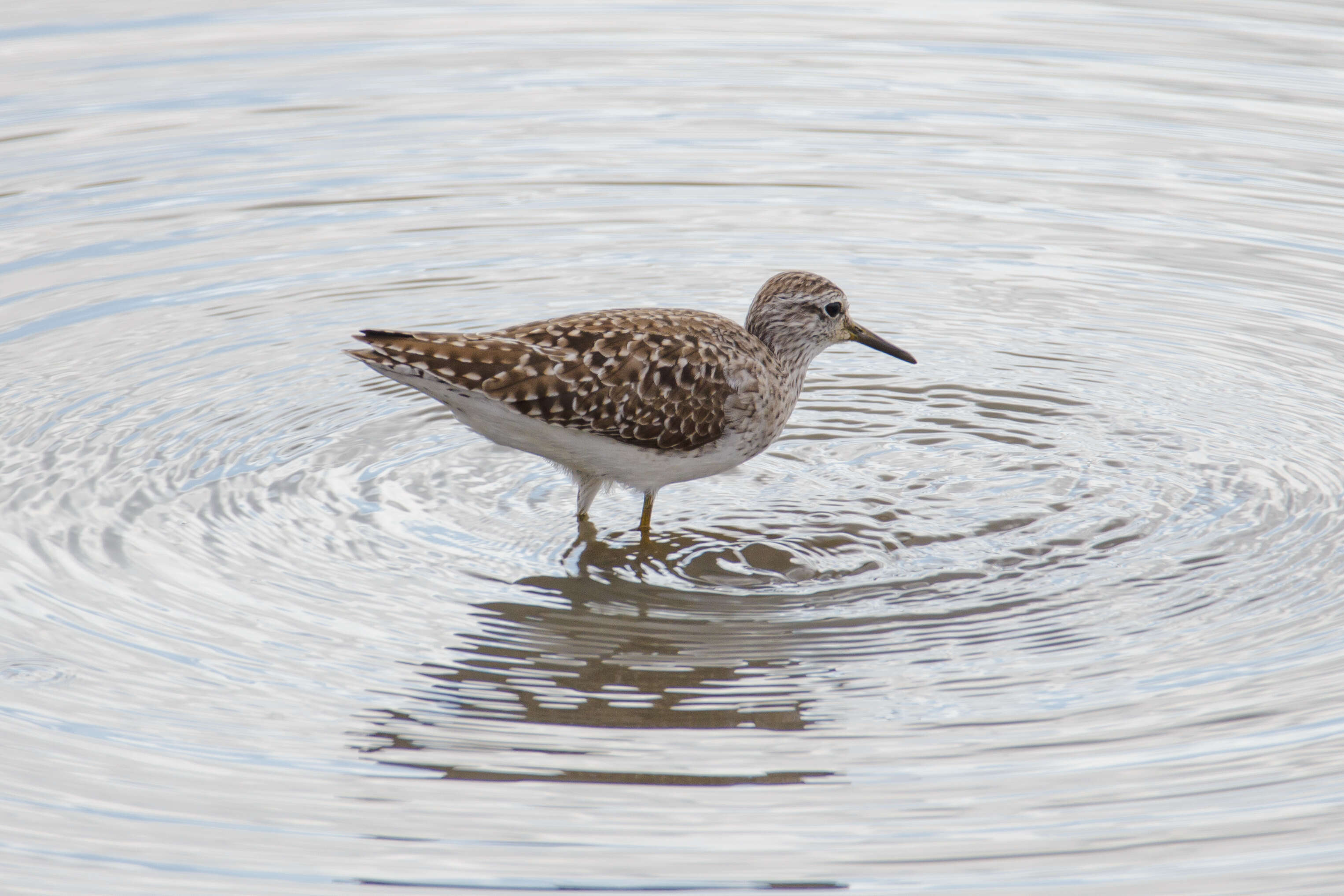 Image of Wood Sandpiper