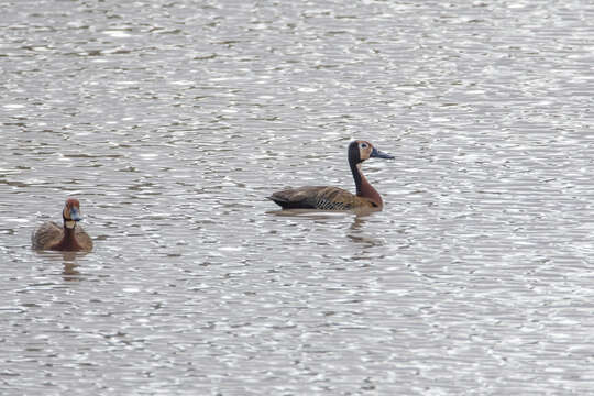 Image of White-faced Whistling Duck