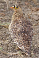 Image of Double-banded Sandgrouse