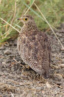 Image of Double-banded Sandgrouse