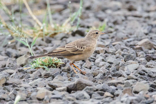 Image of Plain-backed Pipit