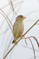 Image of African Masked Weaver