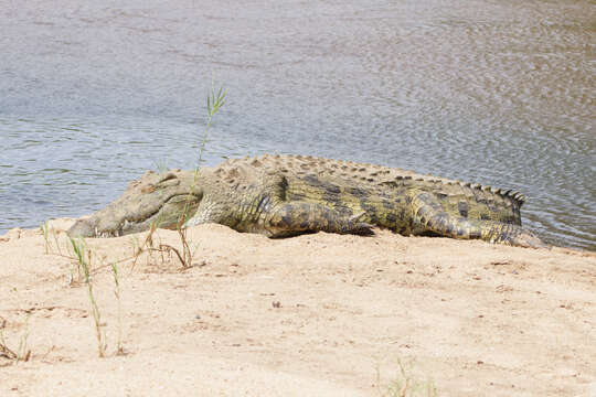 Image of Nile crocodile