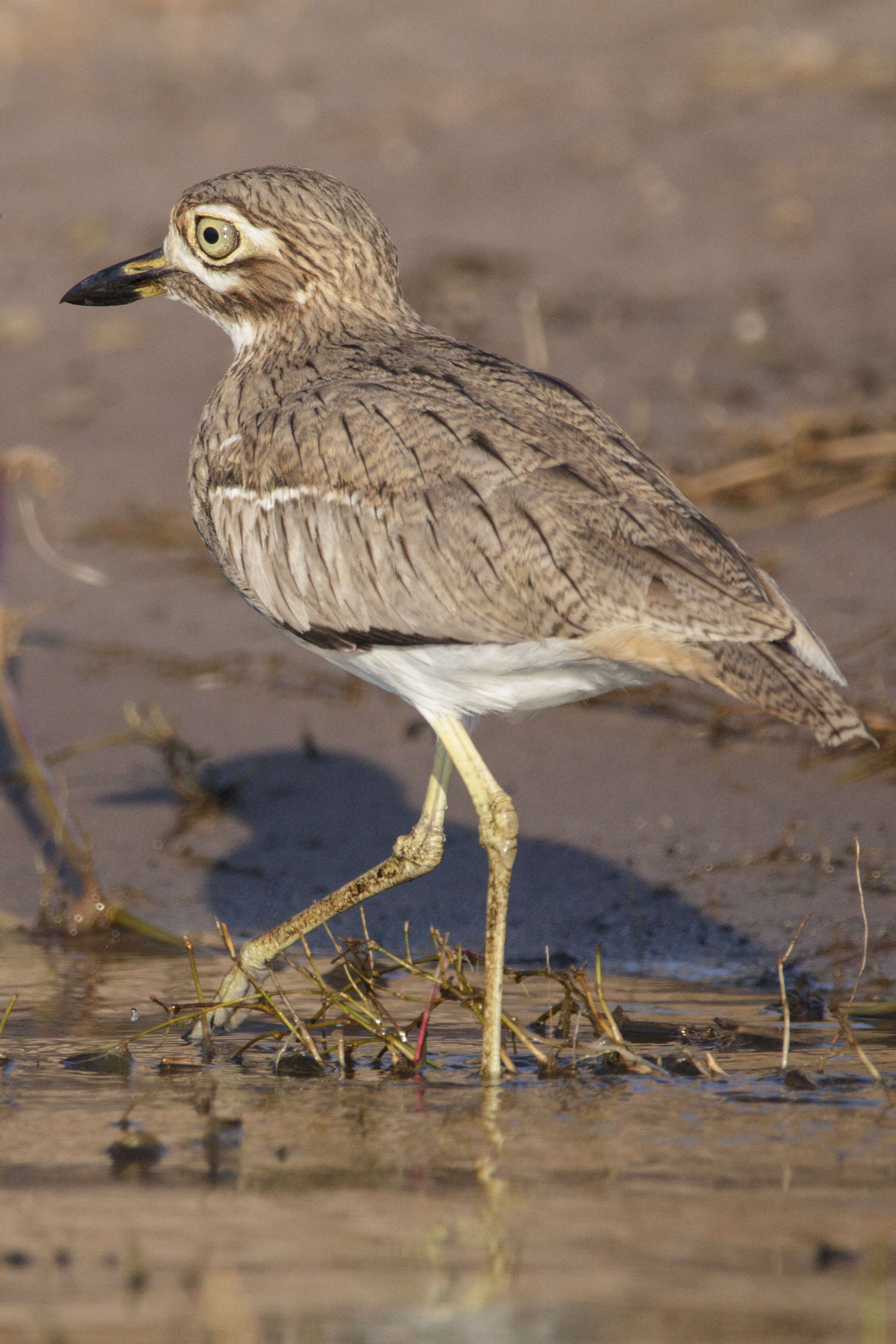 Image of Water Dikkop