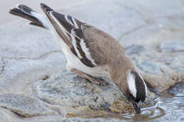 Image of sparrow-weaver