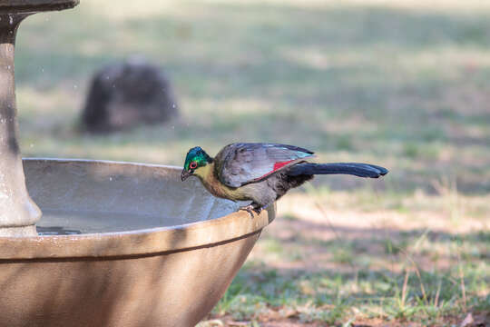 Image of Purple-crested Turaco