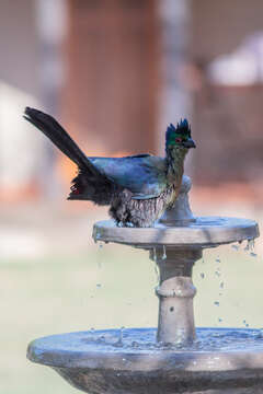 Image of Purple-crested Turaco