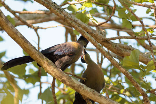 Image of Purple-crested Turaco