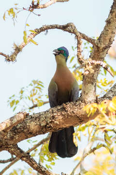 Image of Purple-crested Turaco