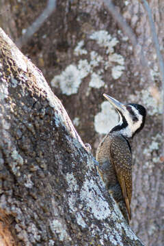 Image of Bearded Woodpecker