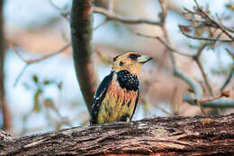 Image of Crested Barbet