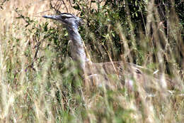 Image of Kori Bustard