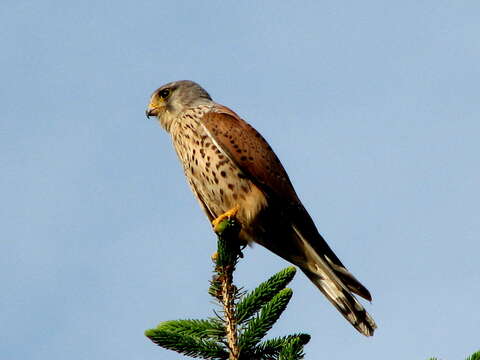 Image of kestrel, common kestrel