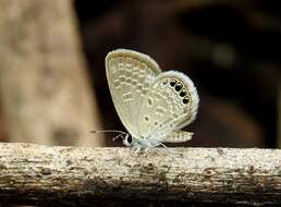 Image of Oriental Grass Jewel