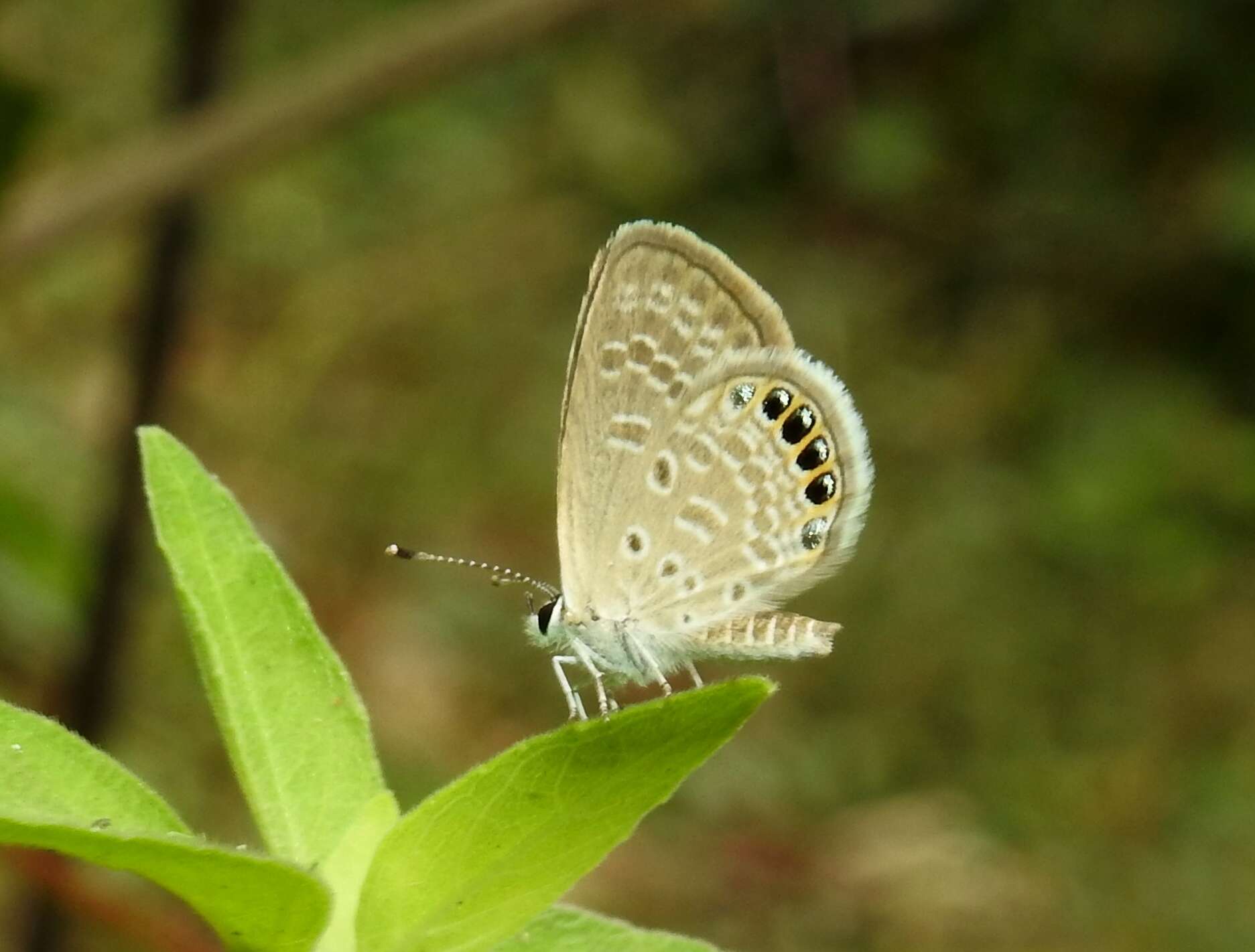 Image of Oriental Grass Jewel