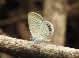 Image of Oriental Grass Jewel