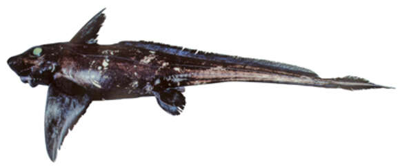 Image of Black Ghostshark