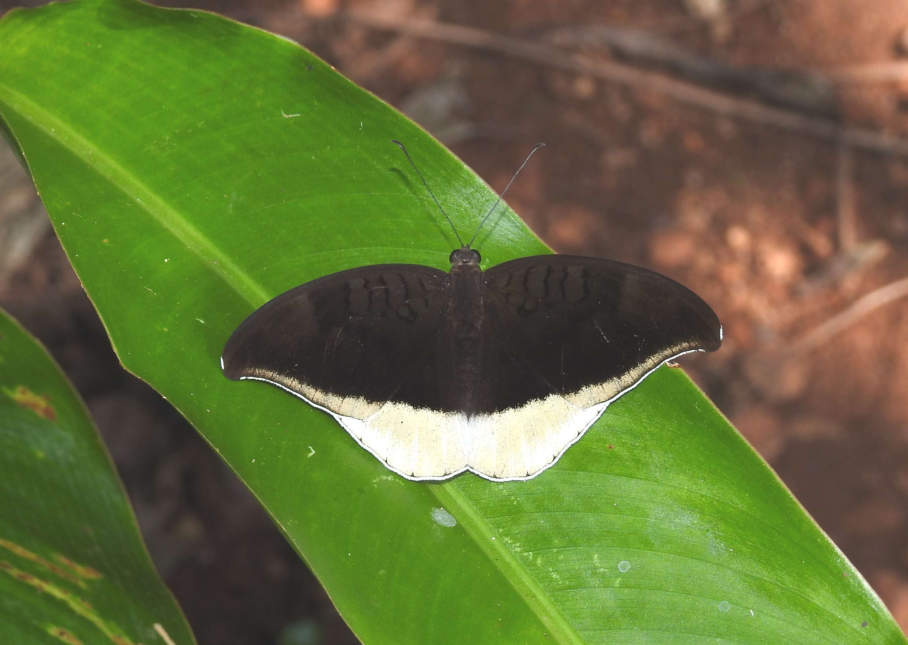 Image of Tanaecia lepidea Butler 1868