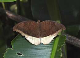 Image of Tanaecia lepidea Butler 1868