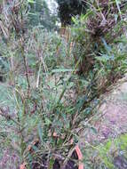 Image of common bamboo