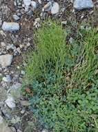 Image of Gray rockcress