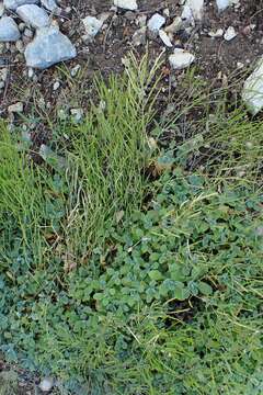 Image of Gray rockcress