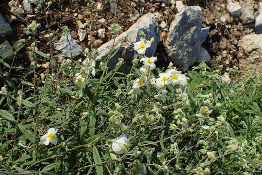 Image of White Rock-rose