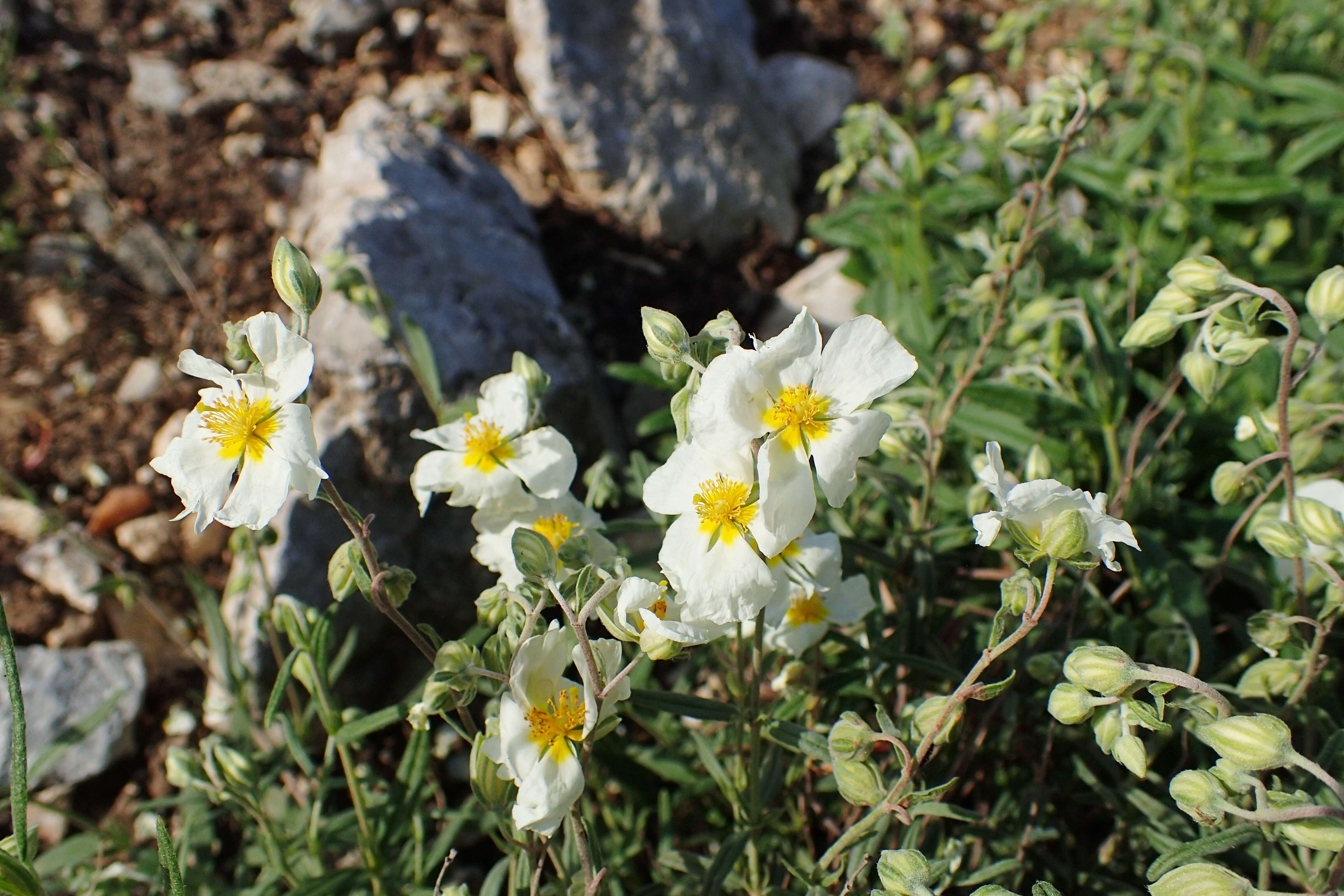 Image of White Rock-rose