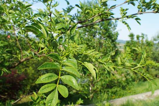 Image of Chinese-pepper