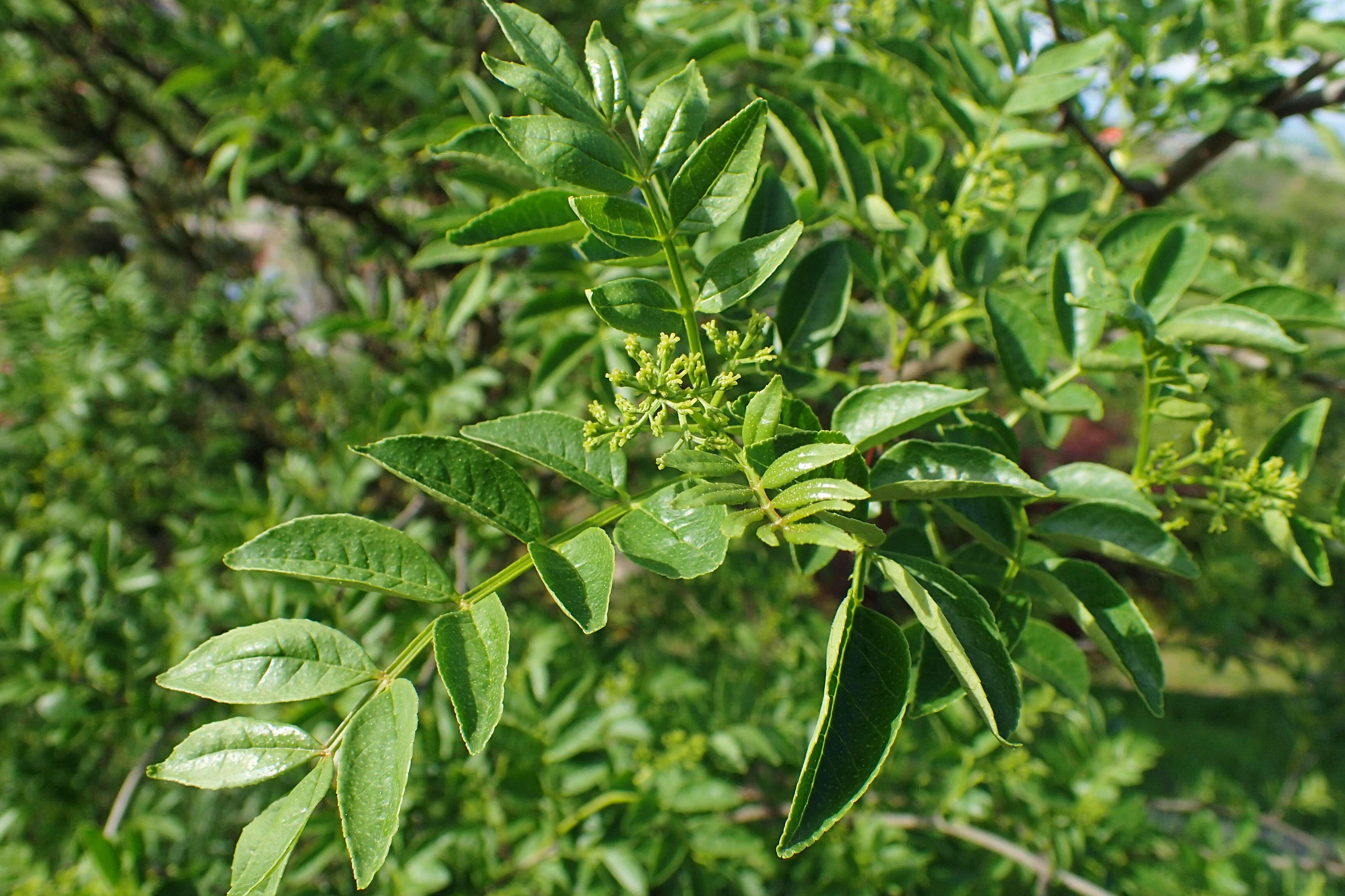 Image of Chinese-pepper