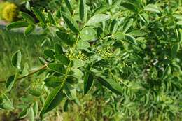 Image of Chinese-pepper