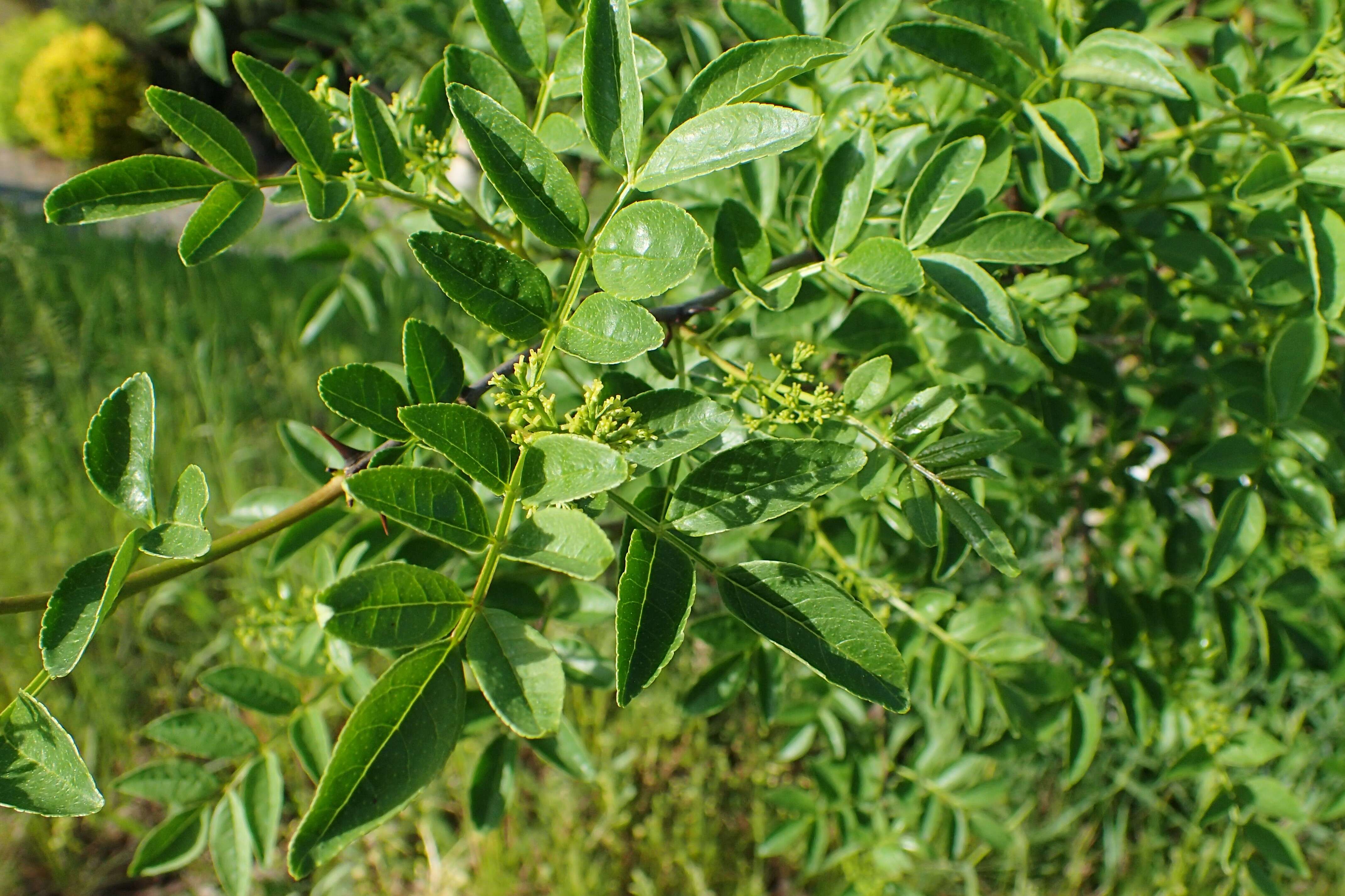 Image of Chinese-pepper